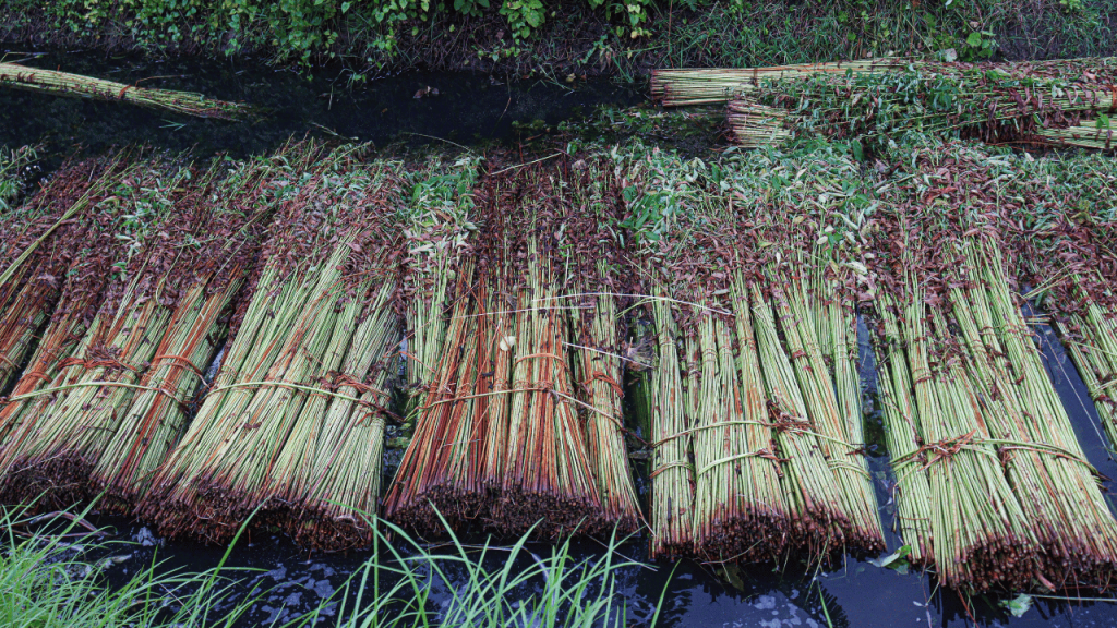 Jute soaking in water