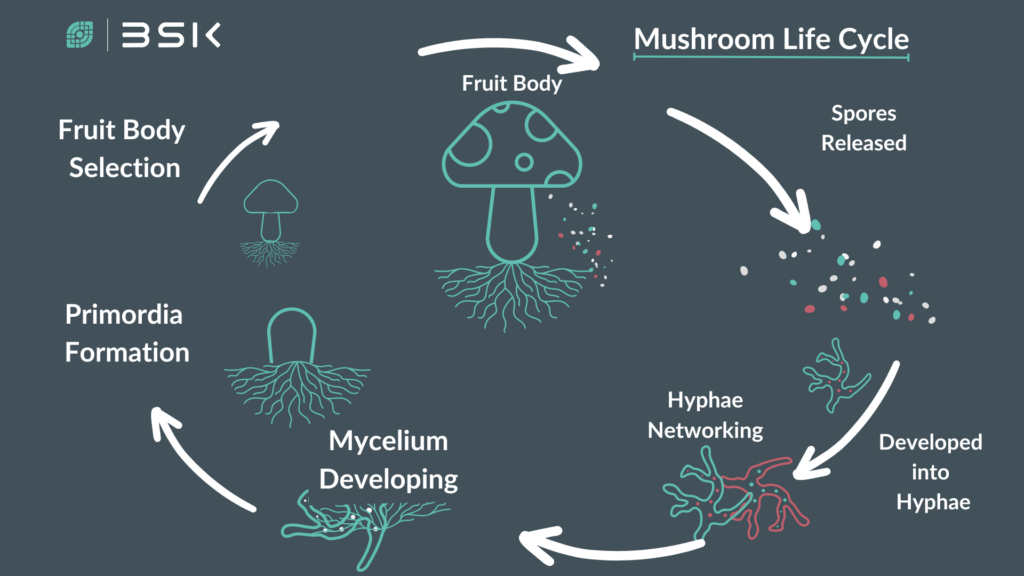 Stages of Mushroom 